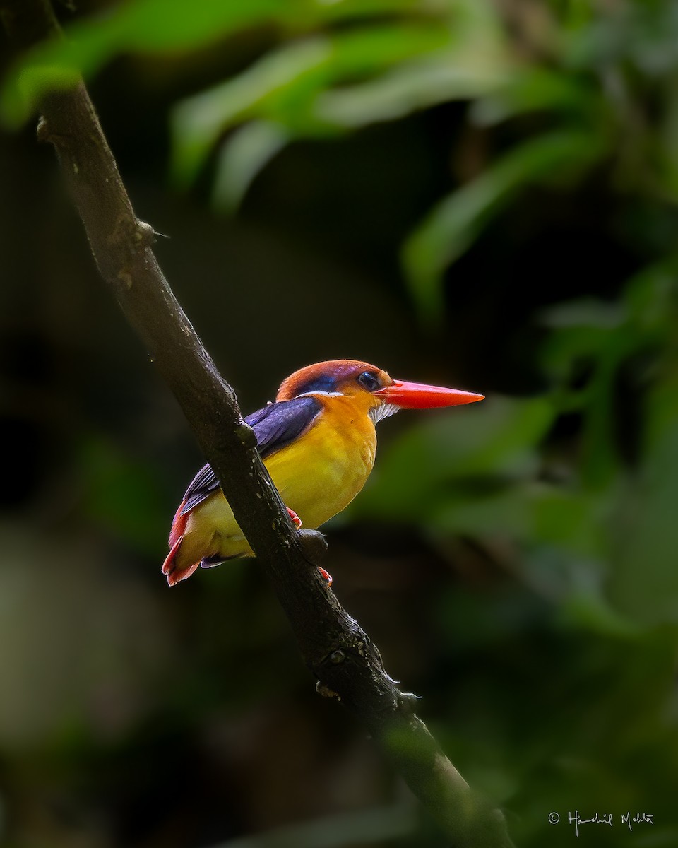 Black-backed Dwarf-Kingfisher - ML638316654