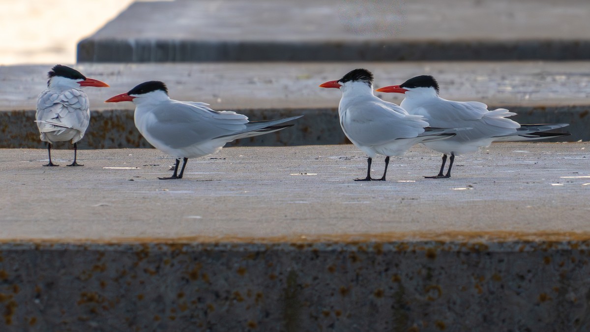 Caspian Tern - ML638316662