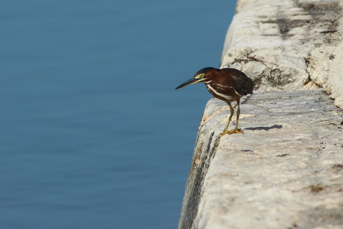 Green Heron - ML638316666