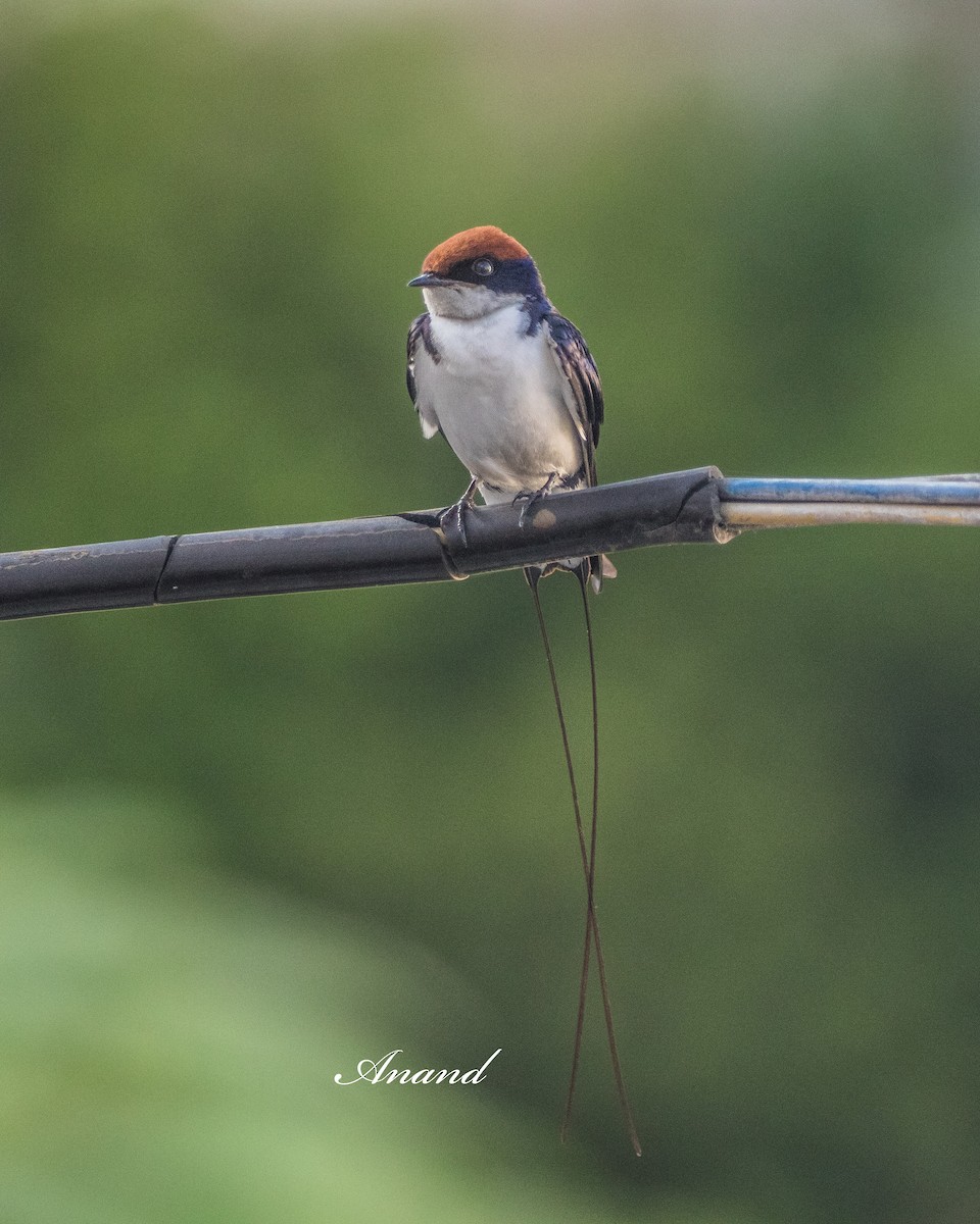Golondrina Colilarga - ML638316675
