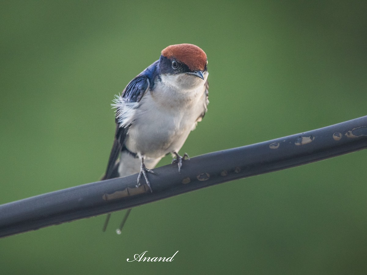 Golondrina Colilarga - ML638316676