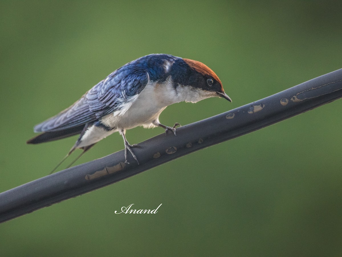 Golondrina Colilarga - ML638316677