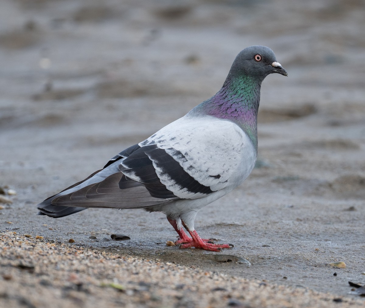 Pigeon biset (forme domestique) - ML638316684