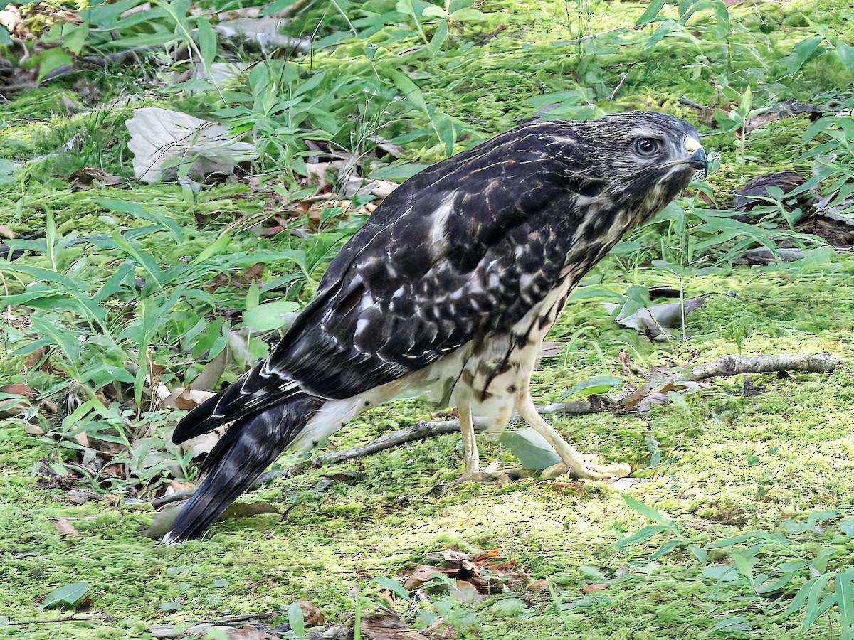 Red-shouldered Hawk - ML638316689