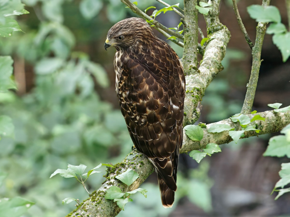 Red-shouldered Hawk - ML638316690