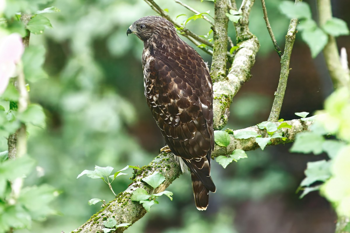 Red-shouldered Hawk - ML638316691