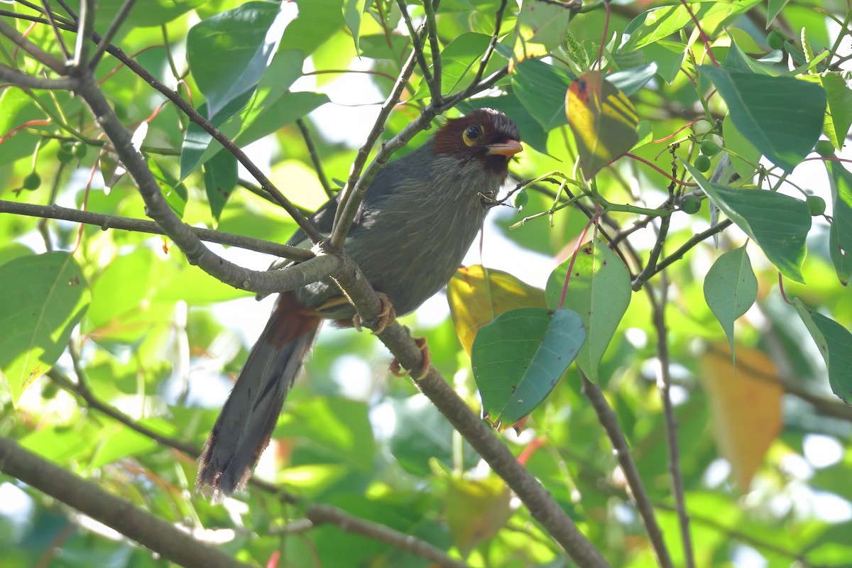 Chestnut-hooded Laughingthrush - ML638316693