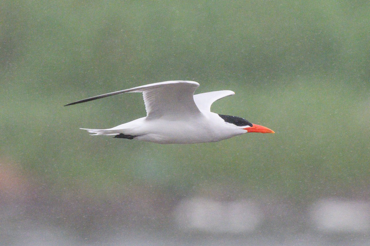 Caspian Tern - ML638316697