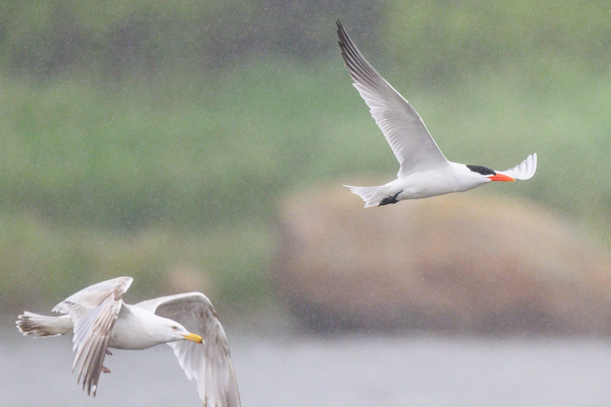Caspian Tern - ML638316698