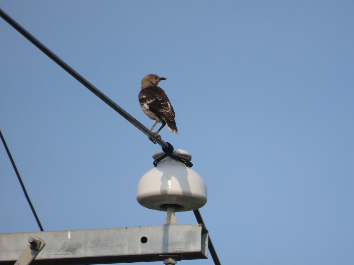 Black-collared Starling - ML638316703