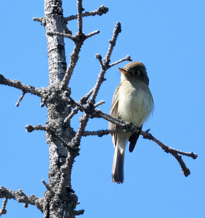Western Flycatcher - ML638316706