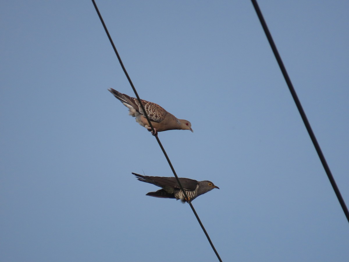 Oriental Cuckoo - ML638316707