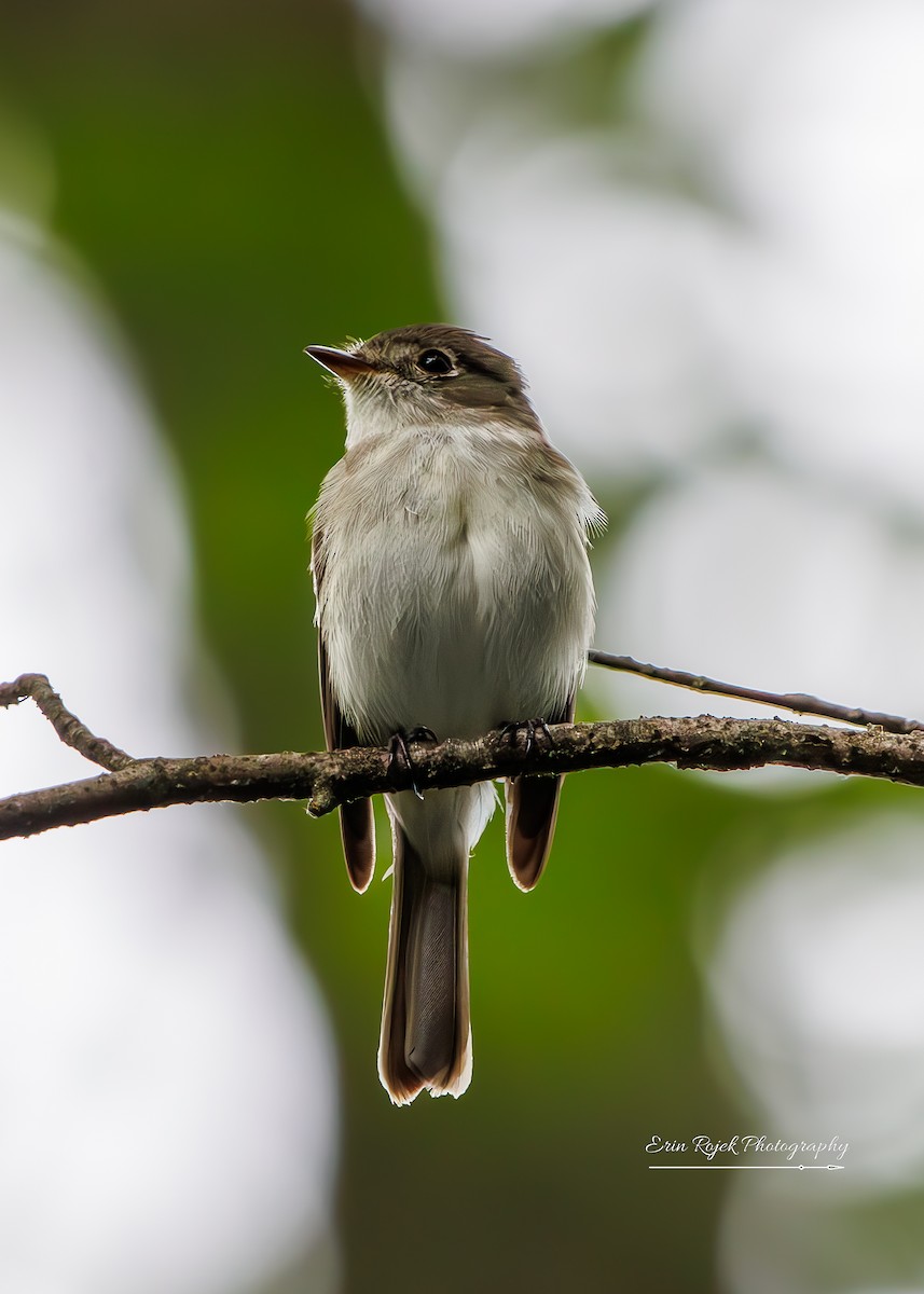 Eastern Wood-Pewee - ML638316708