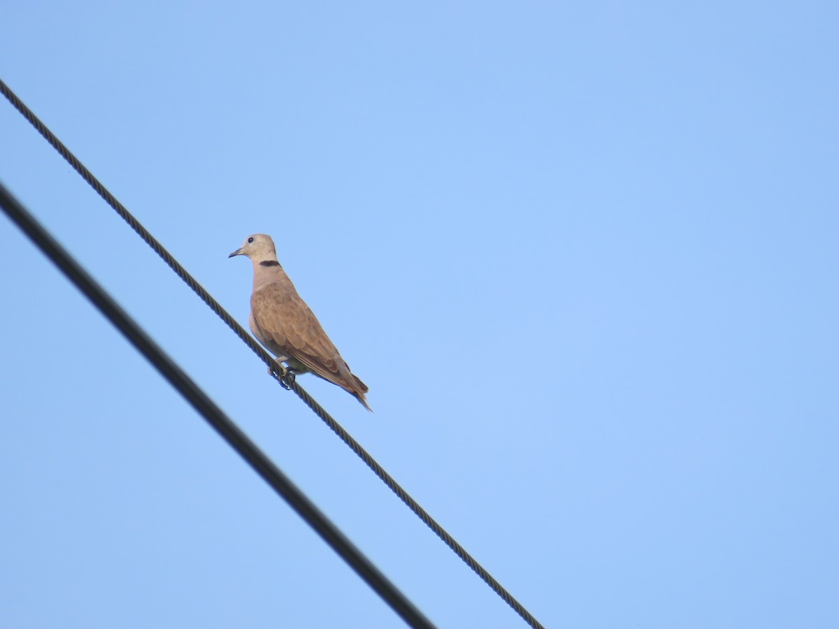 Red Collared-Dove - ML638316710