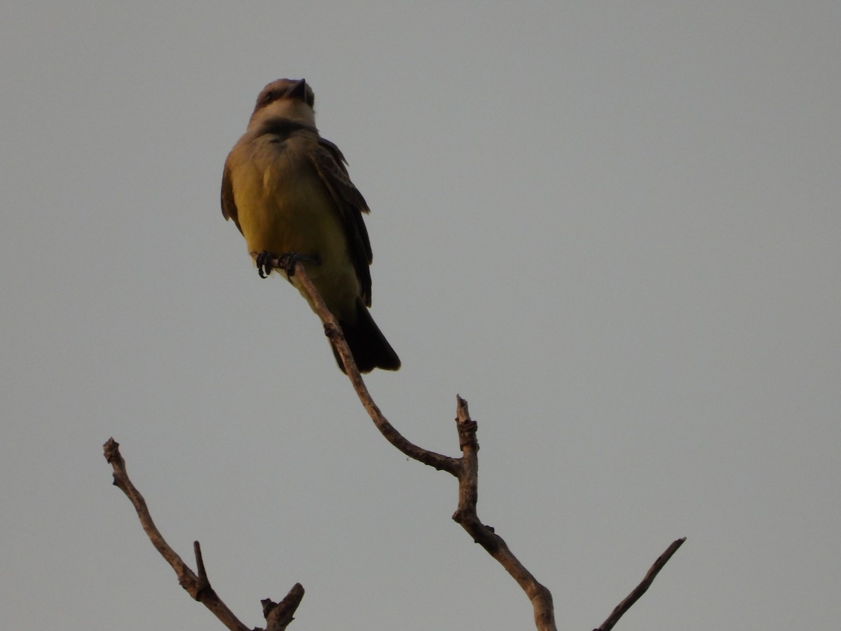 Western Kingbird - ML638316711