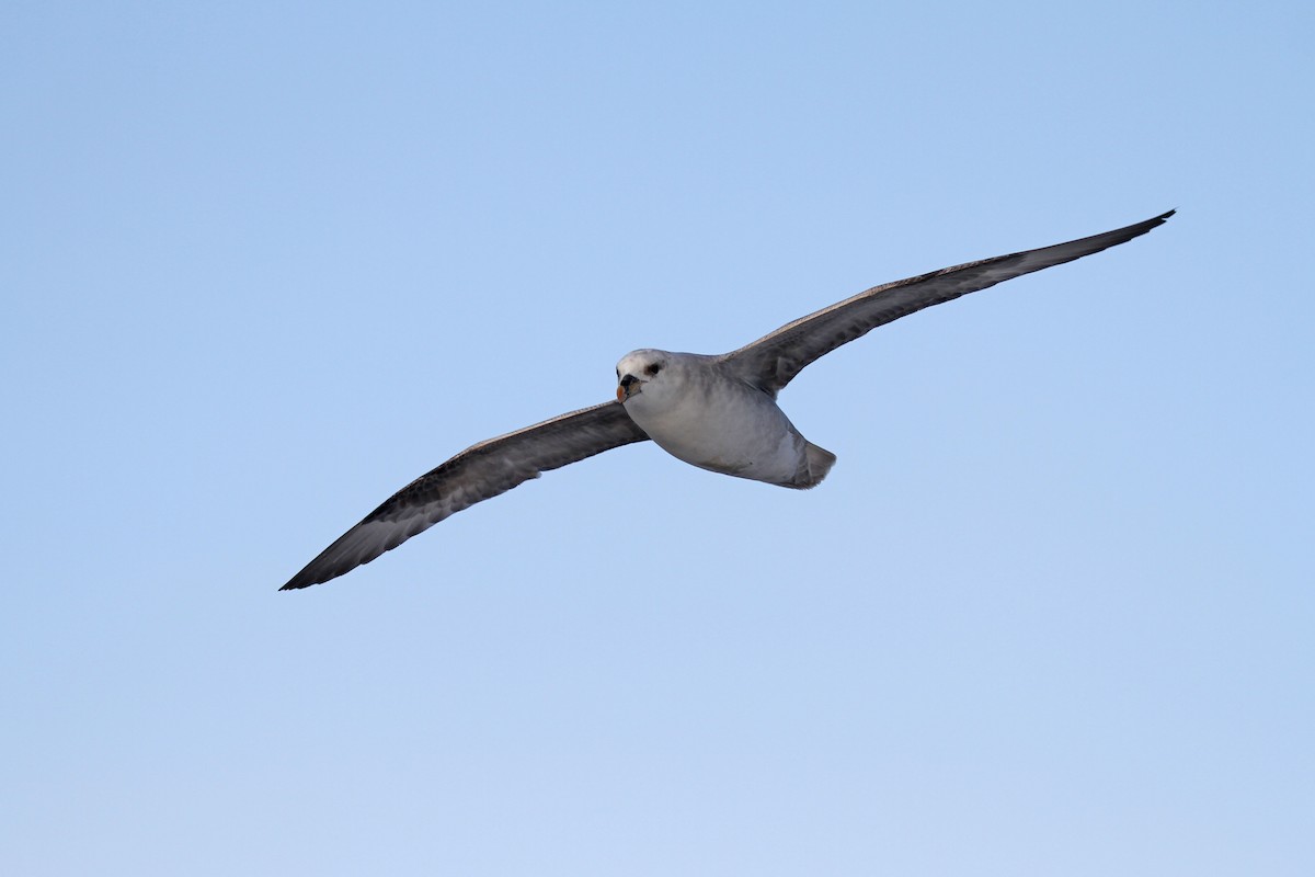 Northern Fulmar (Atlantic) - ML638316712