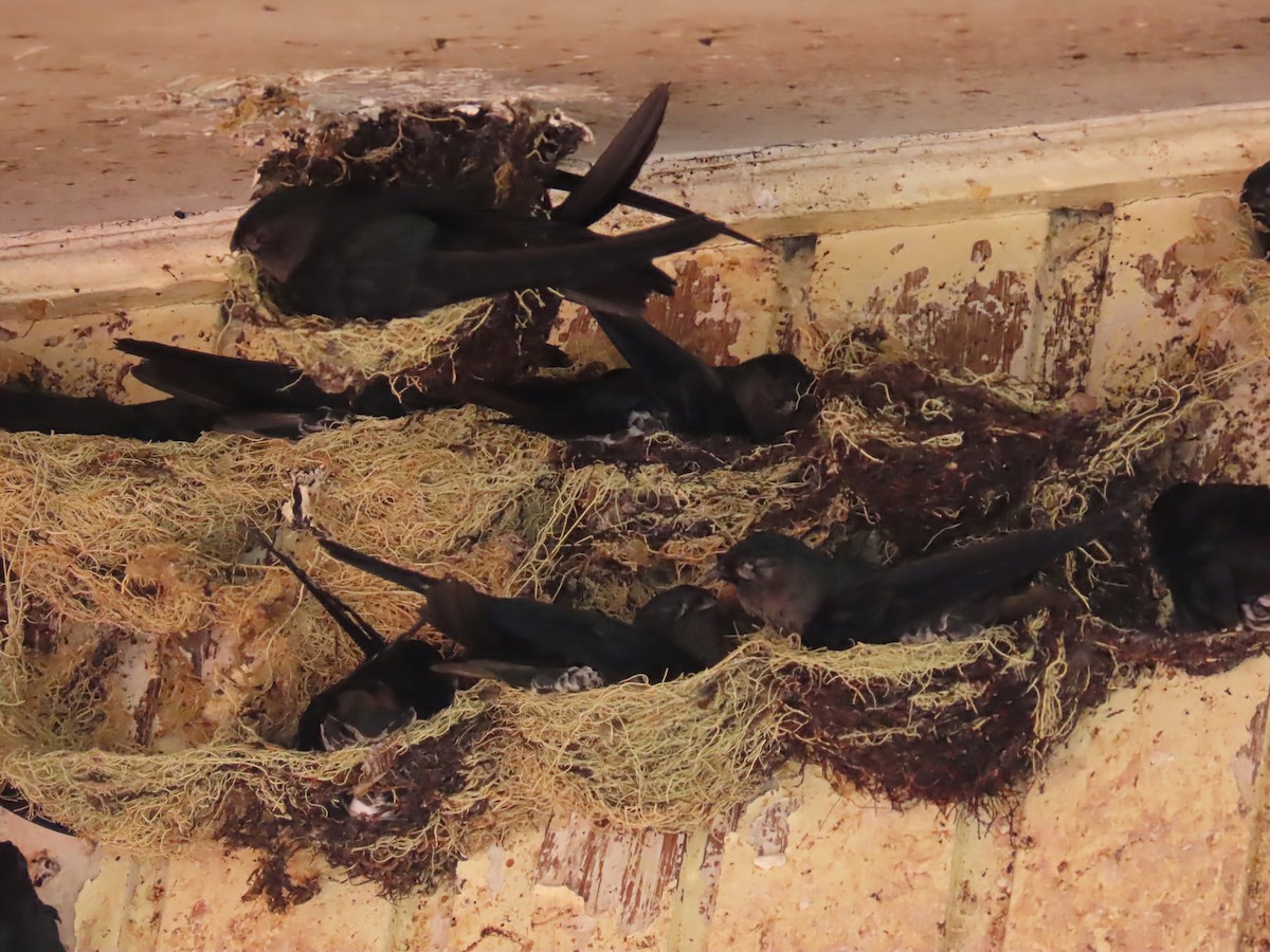 Plume-toed Swiftlet - ML638316713