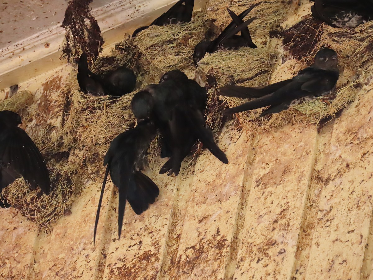 Plume-toed Swiftlet - ML638316714