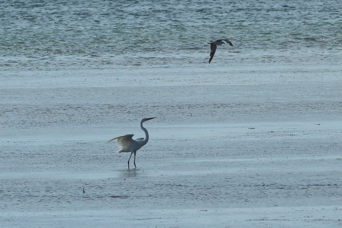Great Blue Heron (Great White) - ML638316715