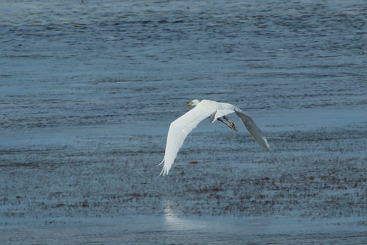Great Blue Heron (Great White) - ML638316716