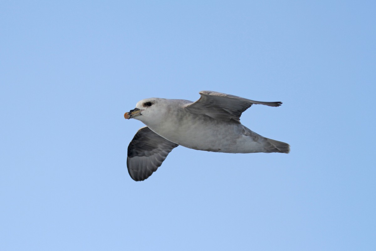 Northern Fulmar (Atlantic) - ML638316718