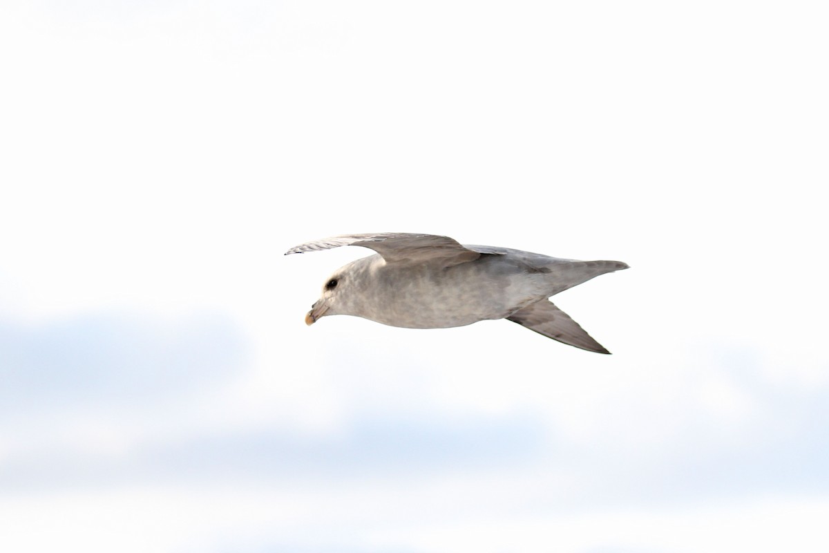 Northern Fulmar (Atlantic) - ML638316719