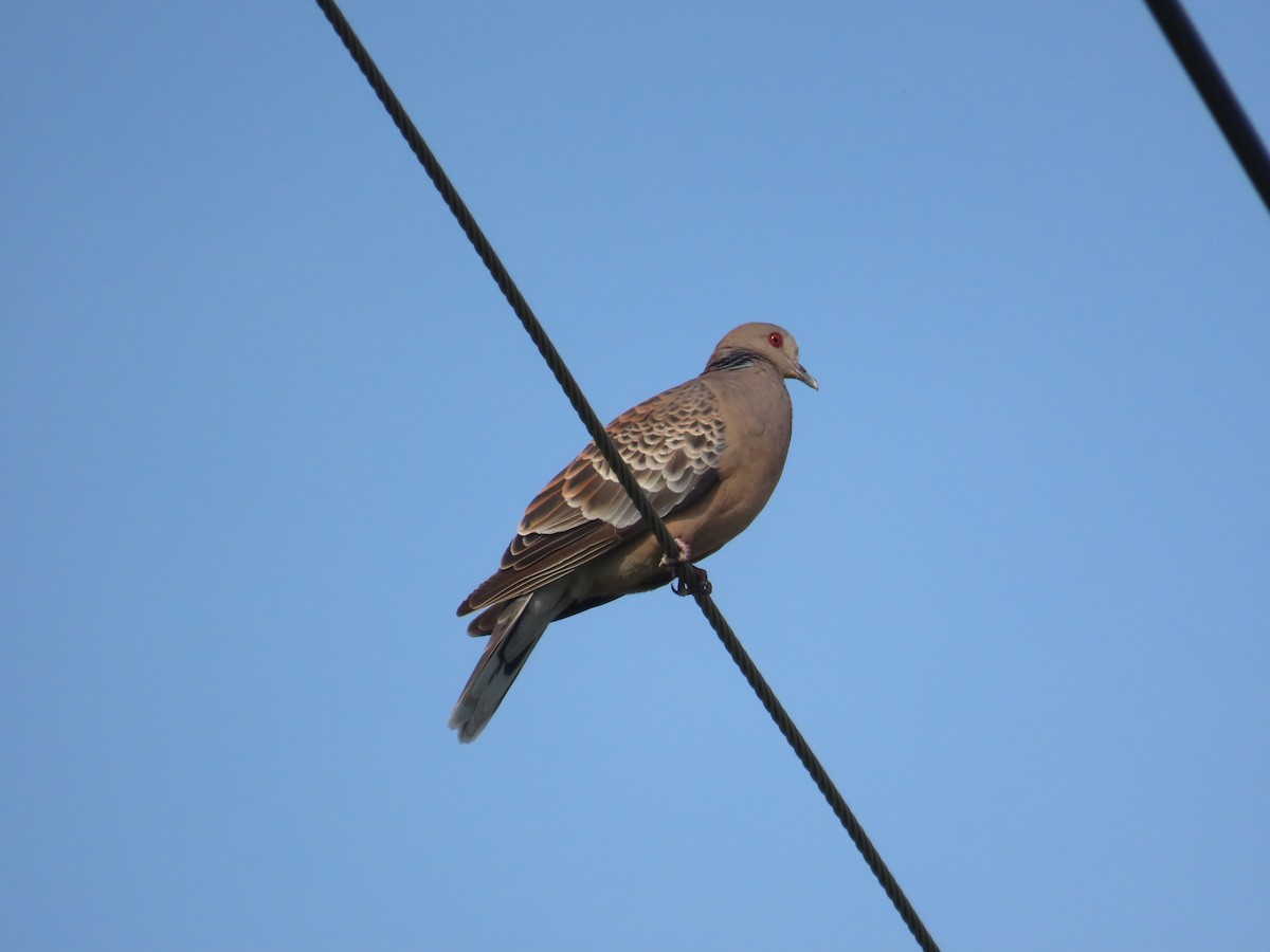 Oriental Turtle-Dove - ML638316720