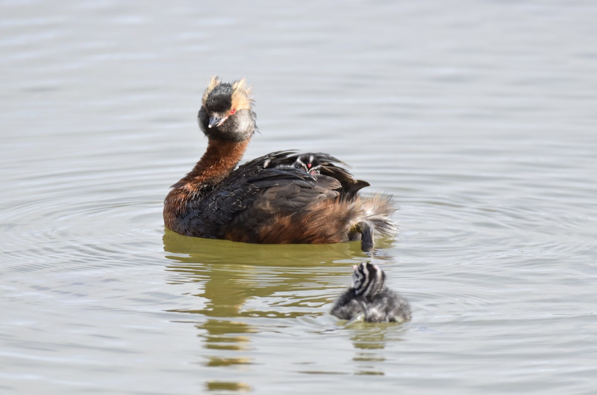 Horned Grebe - ML638316723
