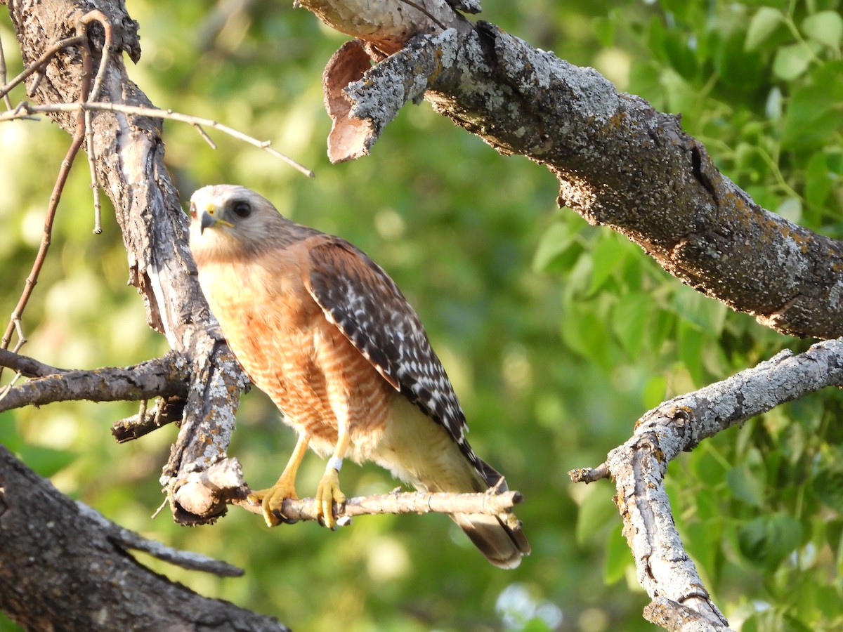 Red-shouldered Hawk - ML638316724