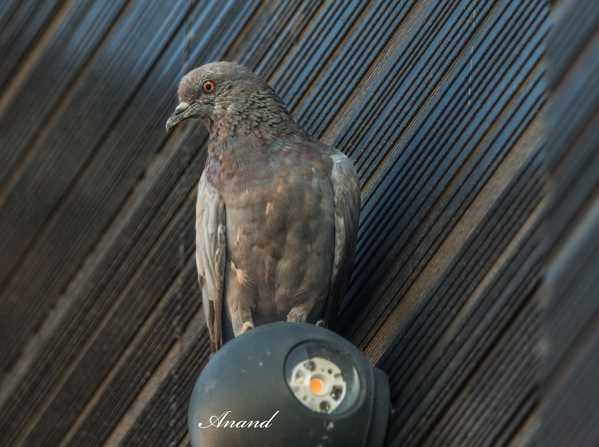 Rock Pigeon (Feral Pigeon) - ML638316725