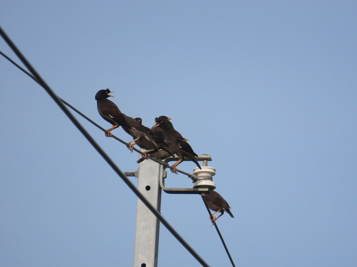 Crested Myna - ML638316727