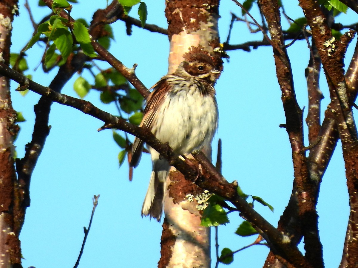 Reed Bunting - ML638316729