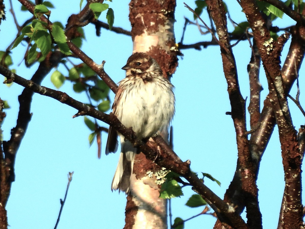 Little Bunting - ML638316730