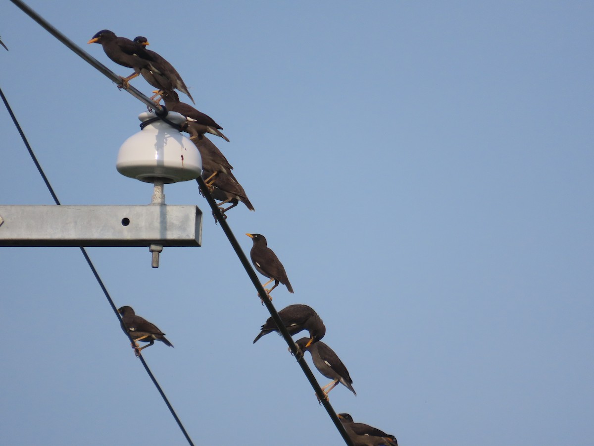 Javan Myna - ML638316731