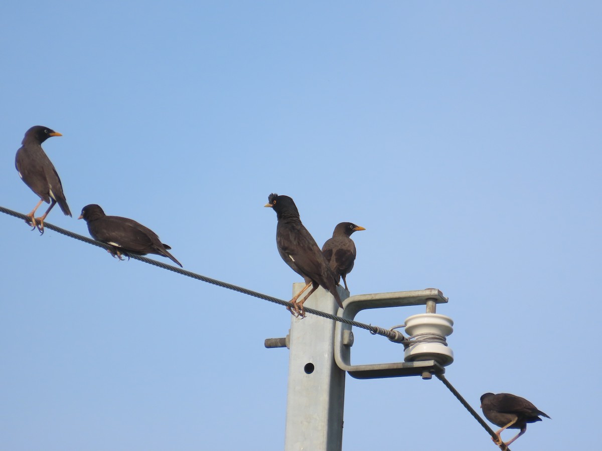 Crested Myna - ML638316733