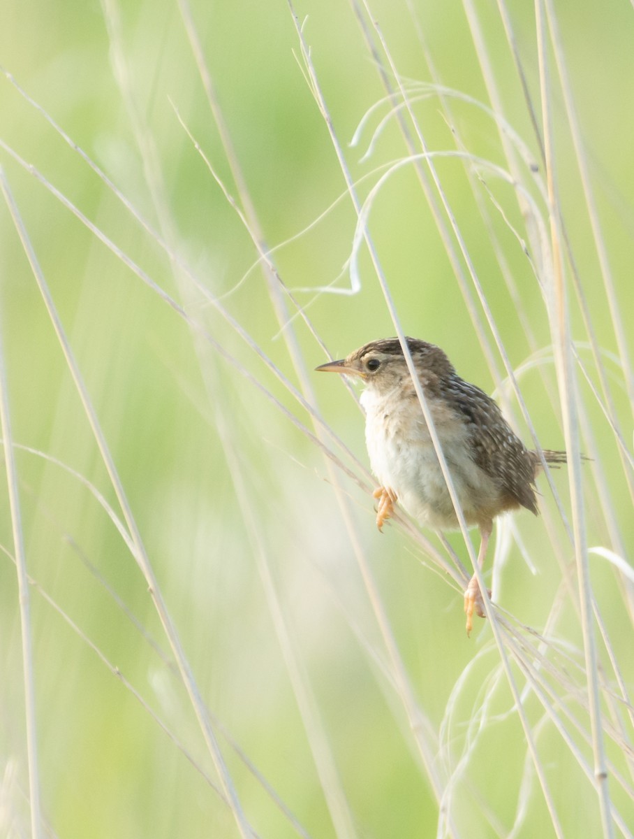 Sedge Wren - ML638316747