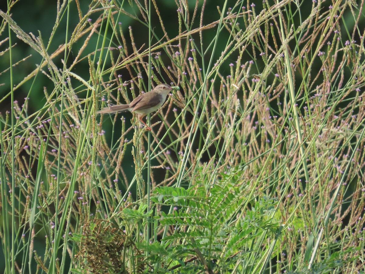 Plain Prinia - ML638316750