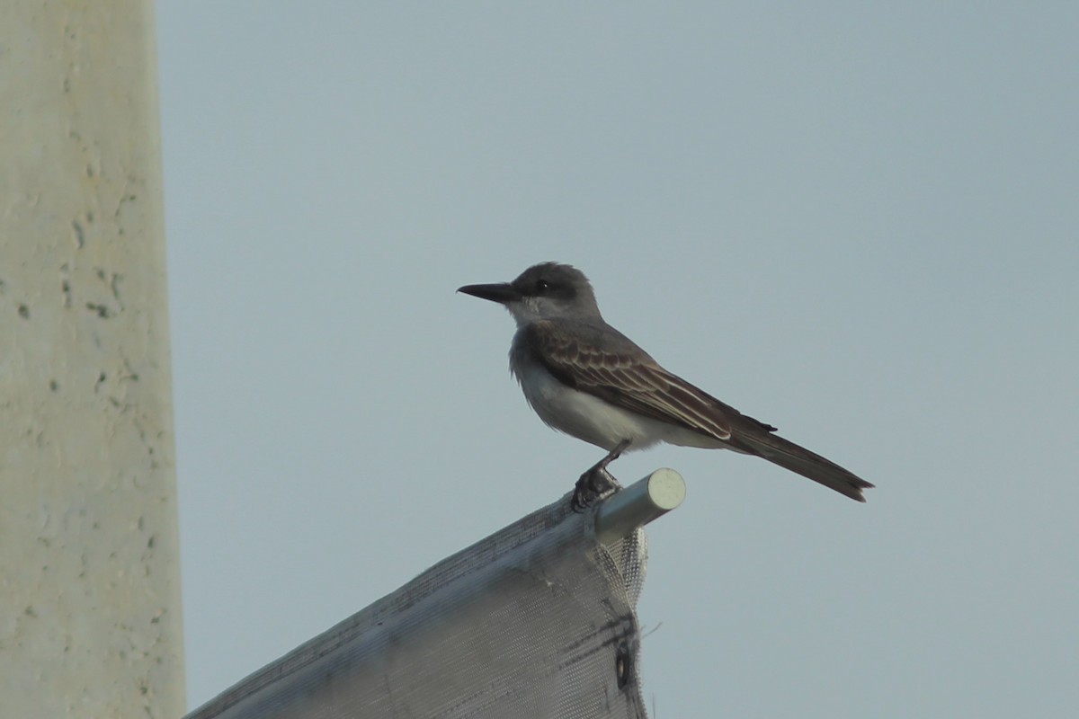 Gray Kingbird - ML638316751