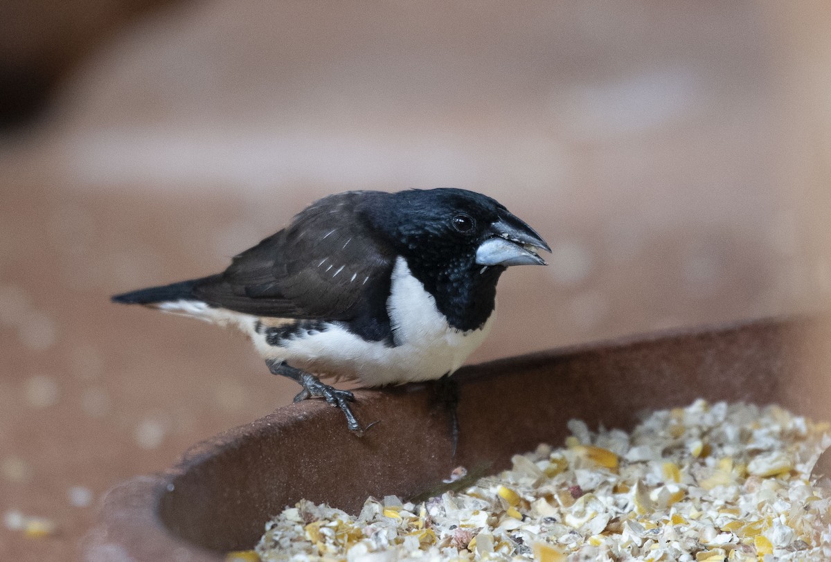 Magpie Mannikin - ML638316752