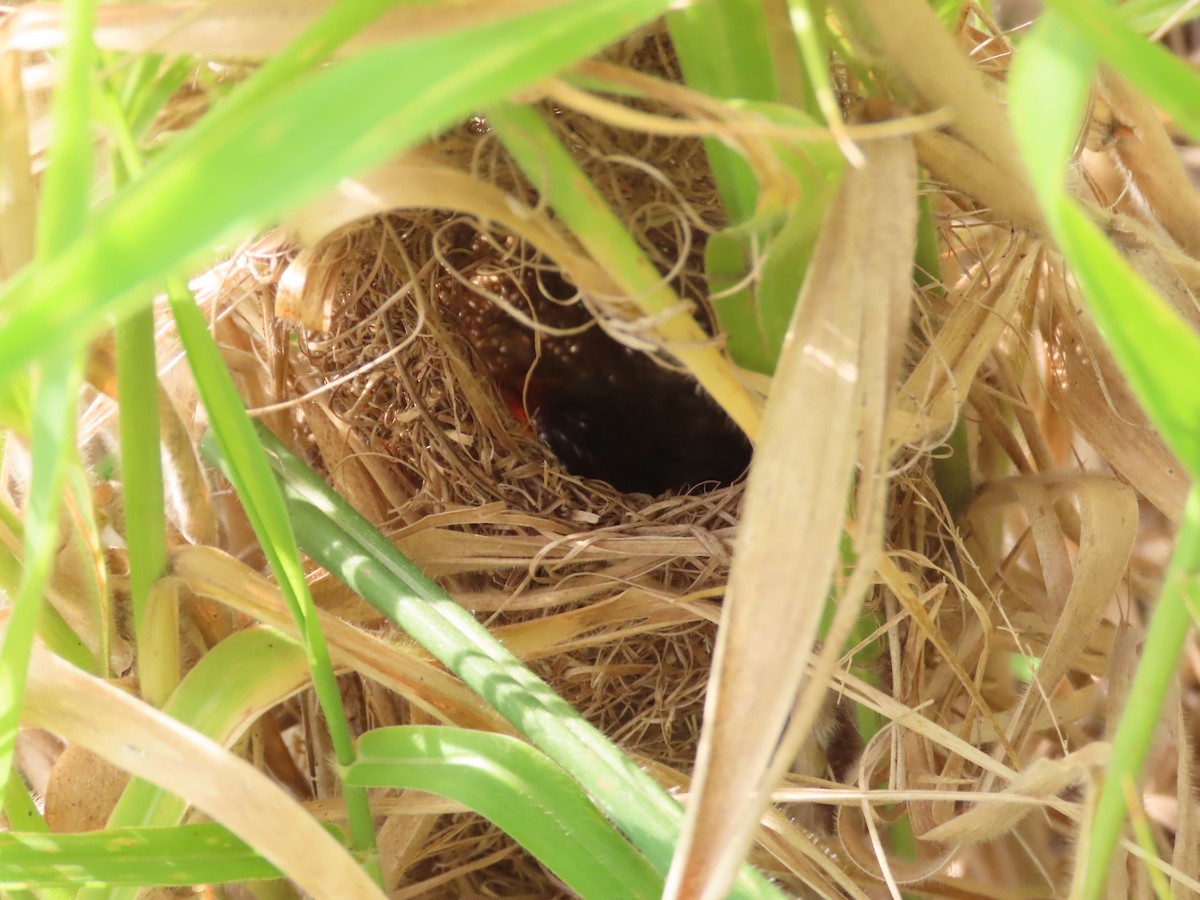 Plain Prinia - ML638316756