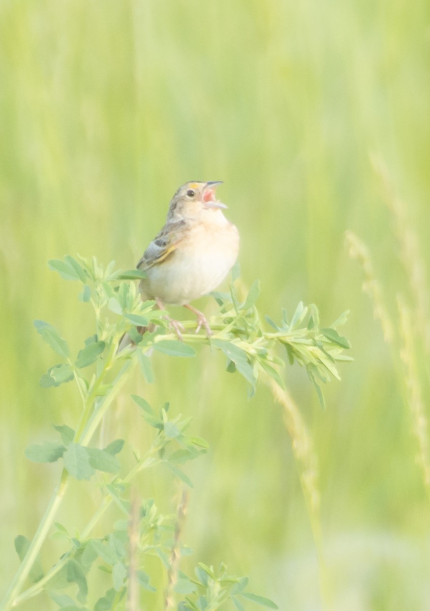 Grasshopper Sparrow - ML638316758