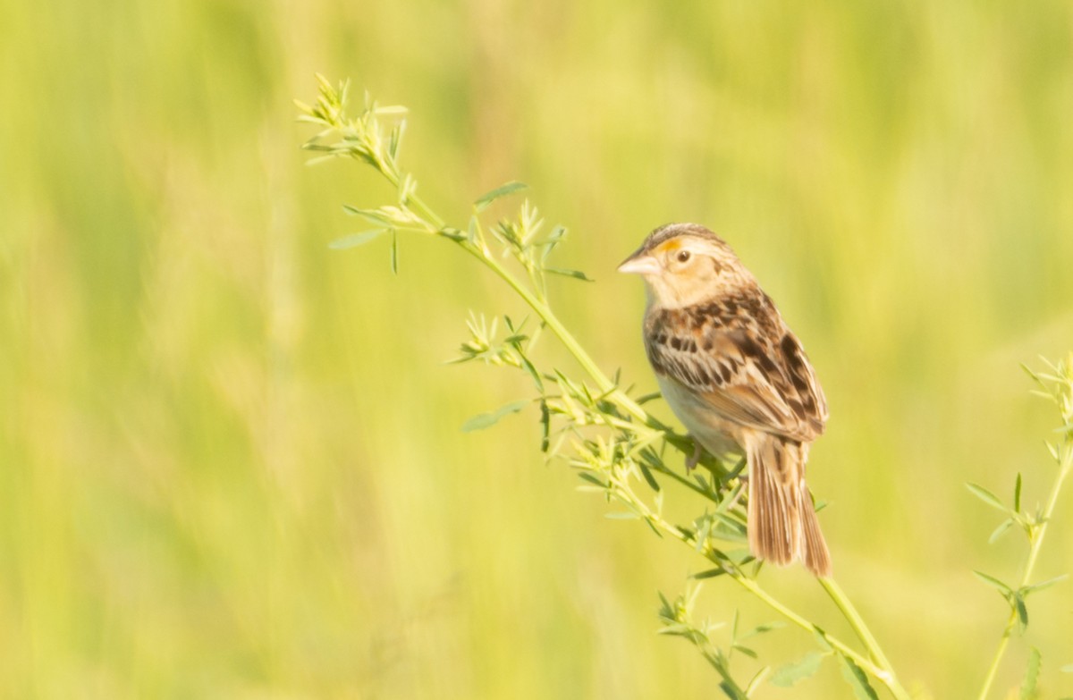 Grasshopper Sparrow - ML638316759