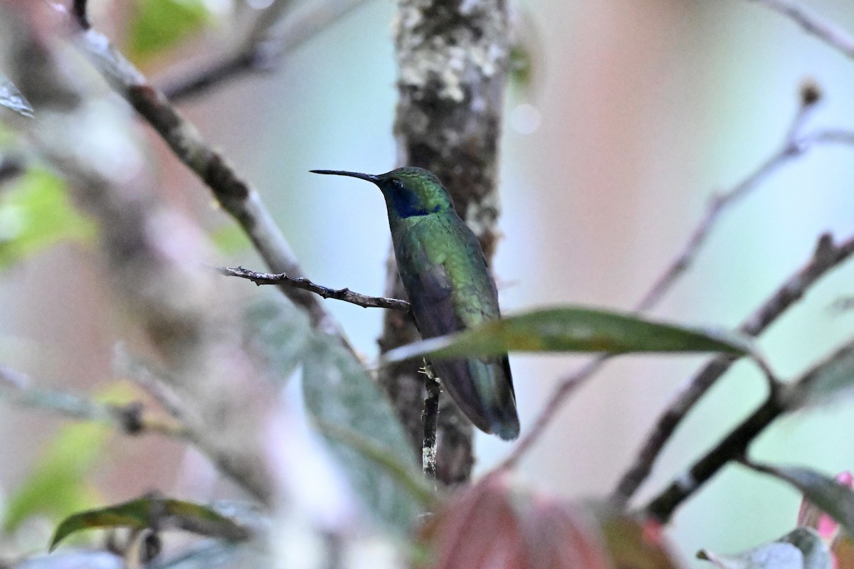 Lesser Violetear (Andean) - ML638316774