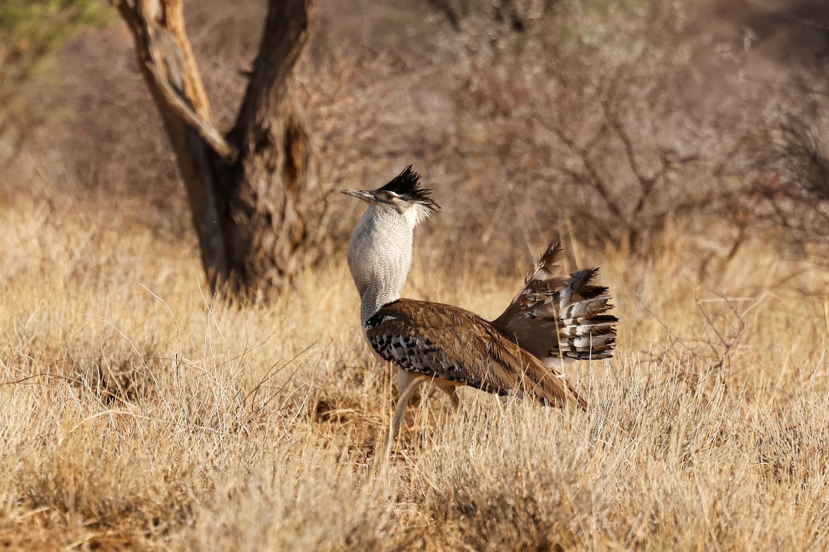 Kori Bustard - ML638316781
