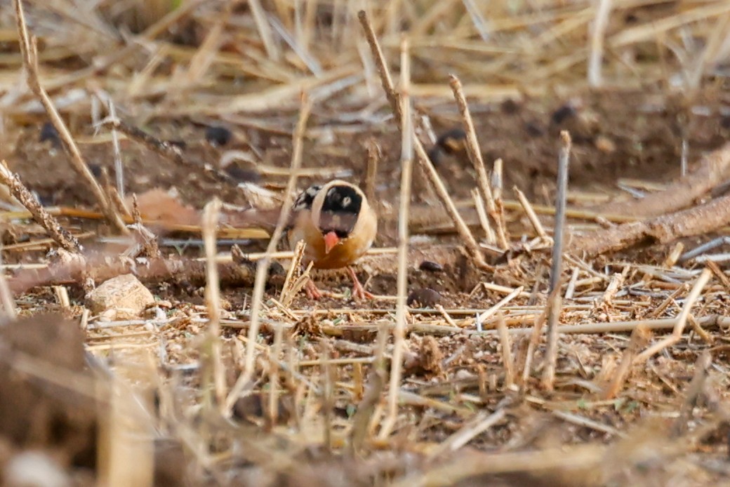 Shaft-tailed Whydah - ML638316784