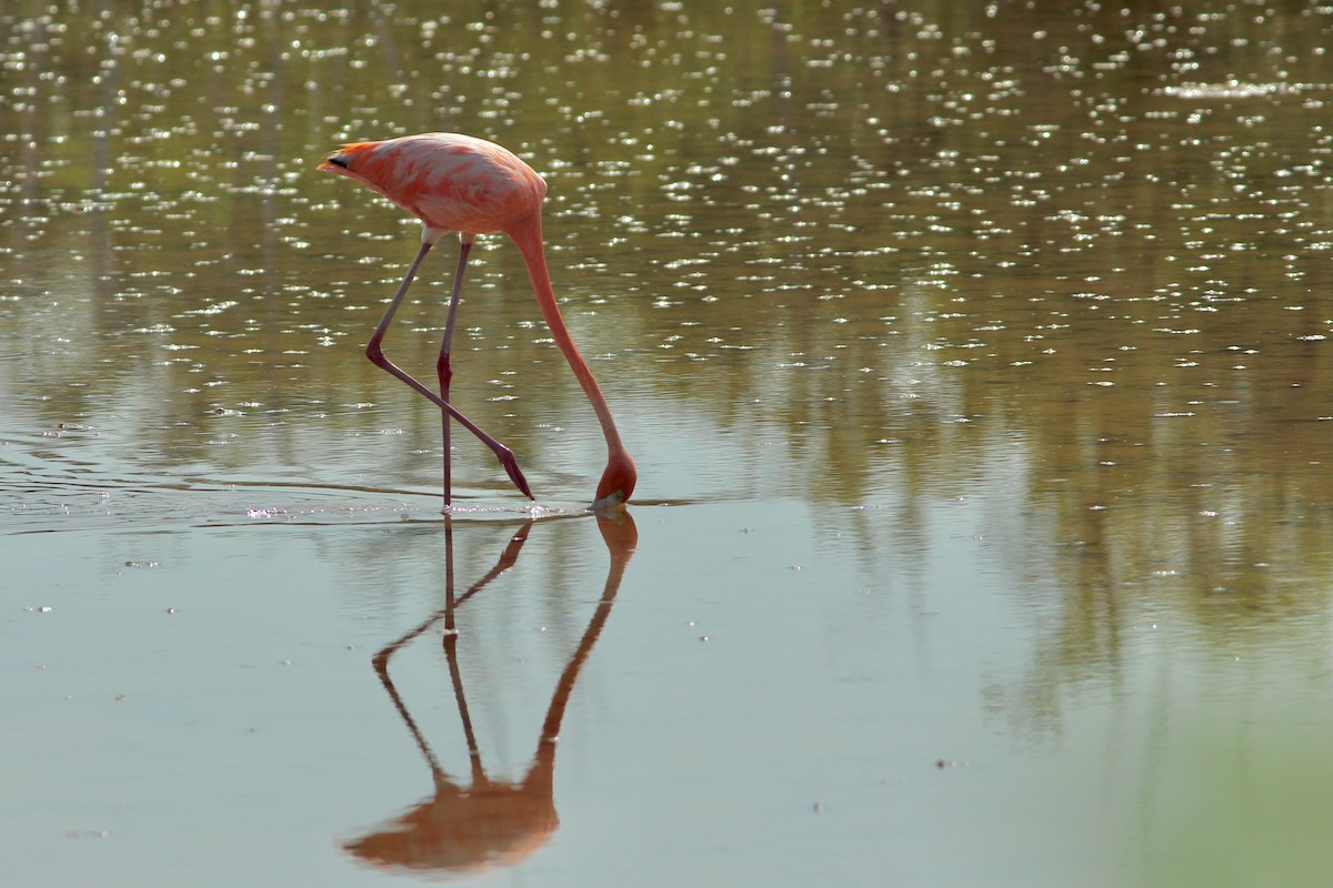 rødflamingo - ML638316785