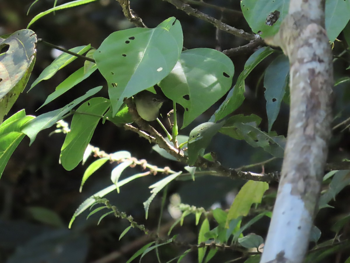 Golden-bellied Gerygone - ML638316792