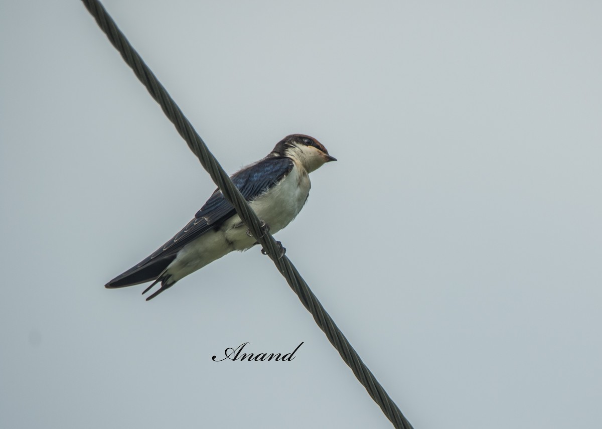 Golondrina Colilarga - ML638316797