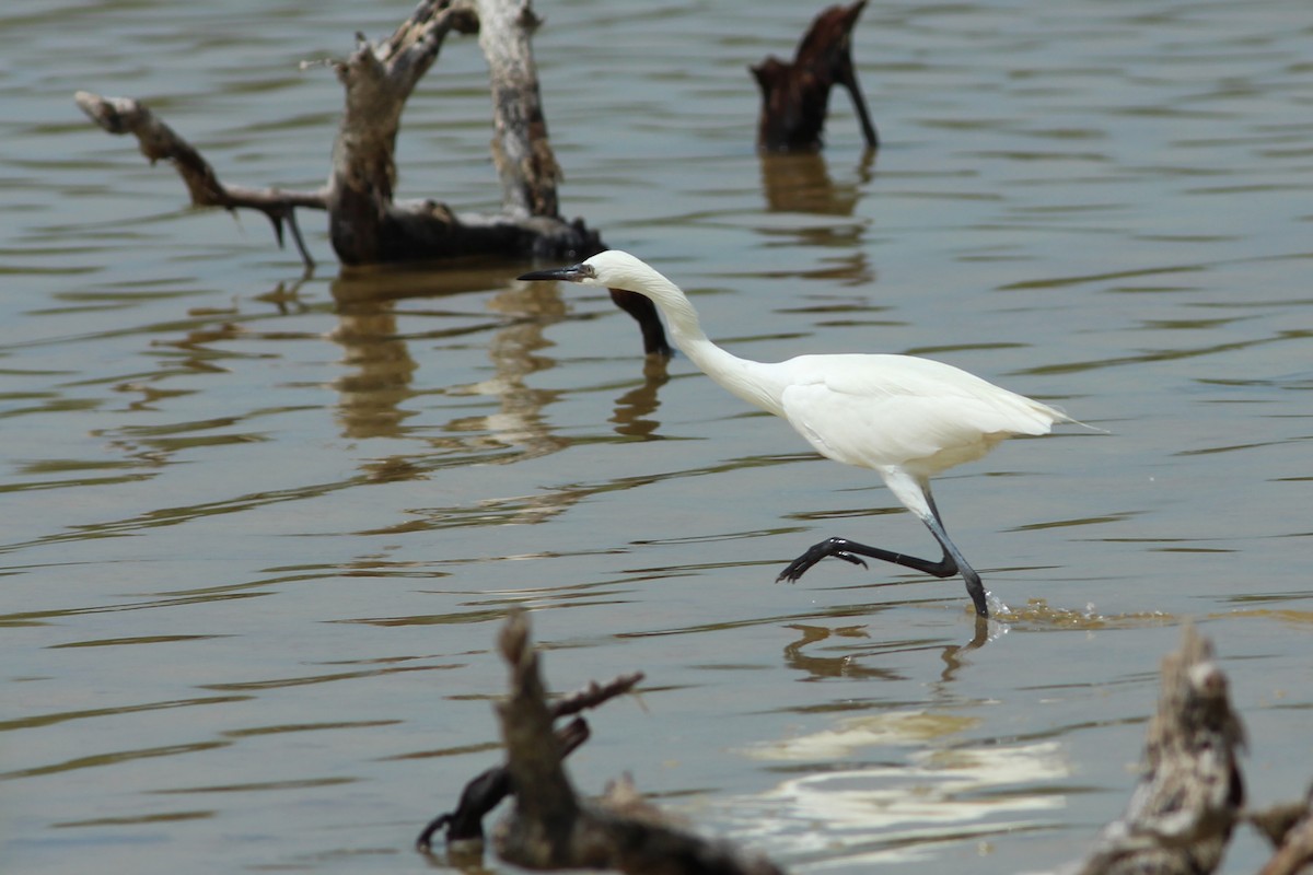 Reddish Egret - ML638316809