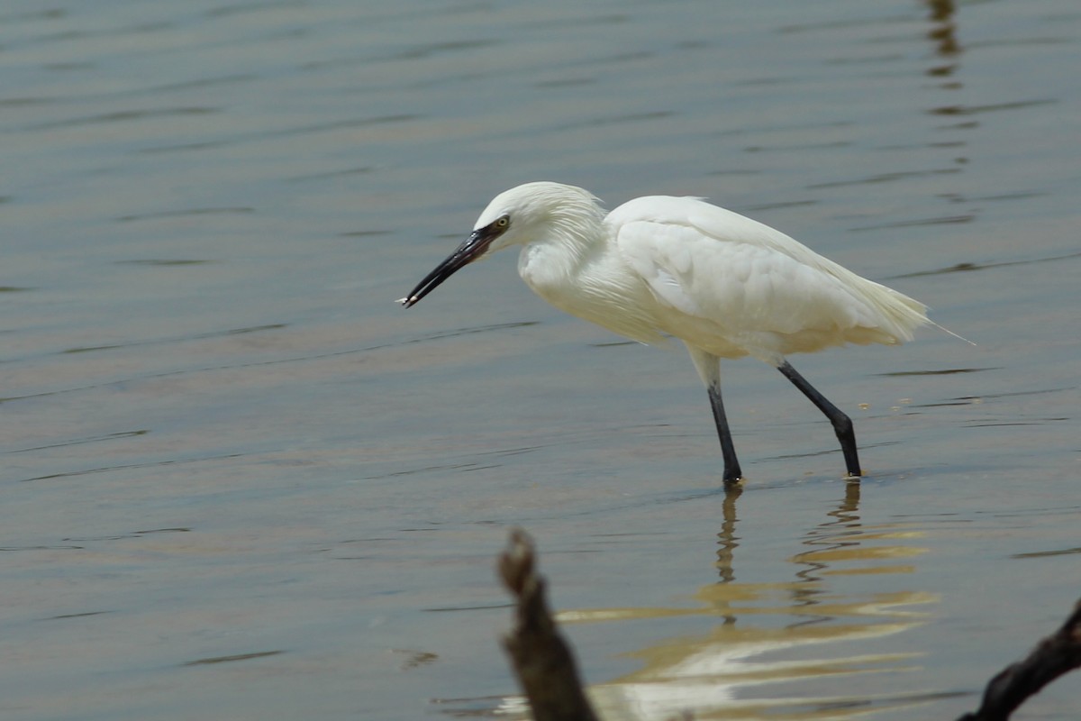 Reddish Egret - ML638316811